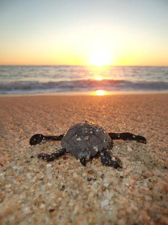 Tortugueros Las Playitas